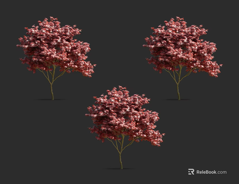 Three Pink Flowering Arbor Trees with Lush Blooms Isolated on Black Background 3d model 