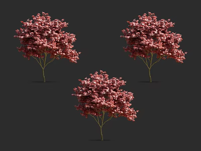 Three Pink Flowering Arbor Trees with Lush Blooms Isolated on Black Background 3d model