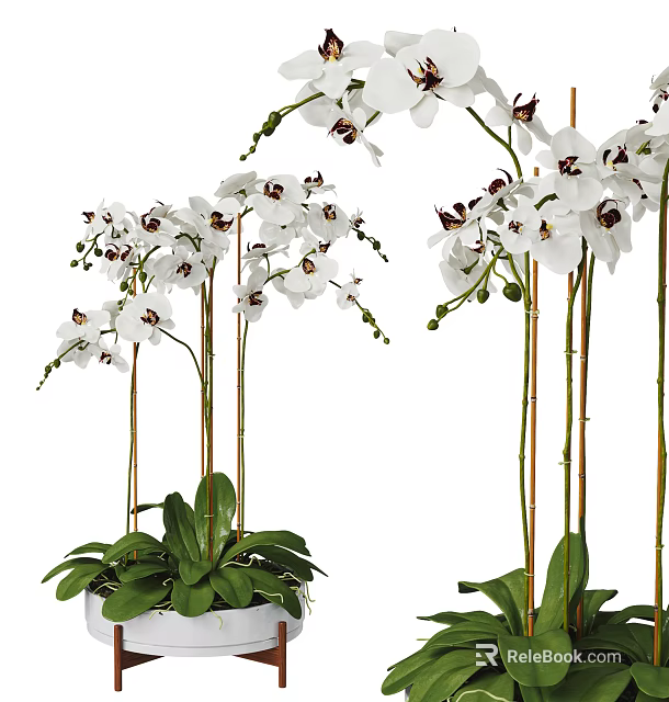 White Orchid Potted Bonsai Plant With Blooming Flowers And Green Leaves 3d model 