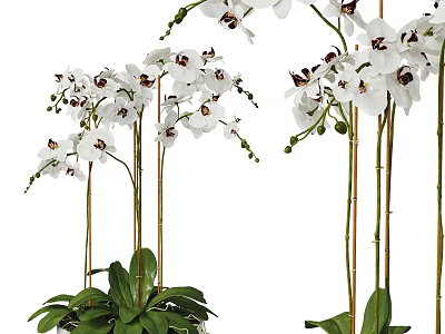 White Orchid Potted Bonsai Plant With Blooming Flowers And Green Leaves 3d model