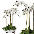White Orchid Potted Bonsai Plant With Blooming Flowers And Green Leaves