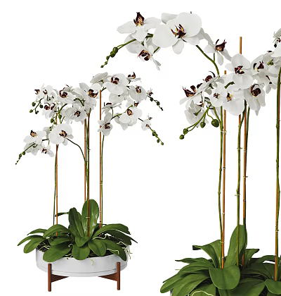 White Orchid Potted Bonsai Plant With Blooming Flowers And Green Leaves 3d model
