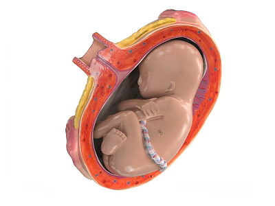 Pelvic Organs Anatomical Model Showing Fetal Development In Uterus Structure 3d model