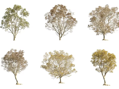 Collection Of Various Arbor Trees With Seasonal Foliage Isolated On White Background 3d model