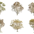Collection Of Various Arbor Trees With Seasonal Foliage Isolated On White Background