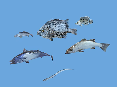 Various Aquatic Fish Species Swimming In Blue Ocean Water With Spotted Patterns And Slender Bodies 3d model