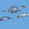 Various Aquatic Fish Species Swimming In Blue Ocean Water With Spotted Patterns And Slender Bodies