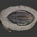 Detailed Trilobite Fossil with Oval Shape and Textured Surface on Dark Background