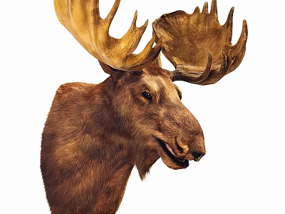 Stylish Rustic Moose Head Wall Decor For Home Interior Decoration 3d model