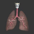 Detailed 3D Anatomical Lung Model With Trachea And Bronchial Structure