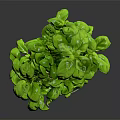 Fresh Green Basil Plant With Healthy Leaves In Gray Ceramic Pot