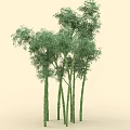 Lush Green Bamboo Plants With Tall Stems And Fresh Leaves In Light Colored Background