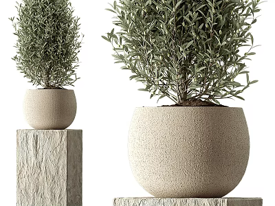 Decorative Green Plants In Light Colored Pots On Stone Pedestals With Different Sizes 3d model