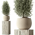 Decorative Green Plants In Light Colored Pots On Stone Pedestals With Different Sizes