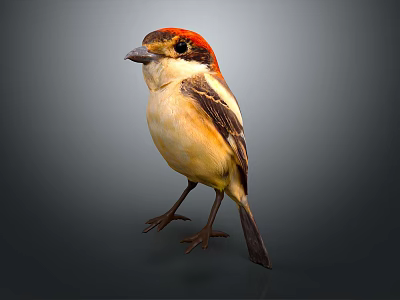Small Bird with Red Head Yellow Body Black Wing Standing on Gray Background 3d model