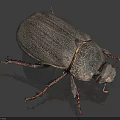 Dark Reptile With Rough Textured Skin And Extended Legs On Gray Background