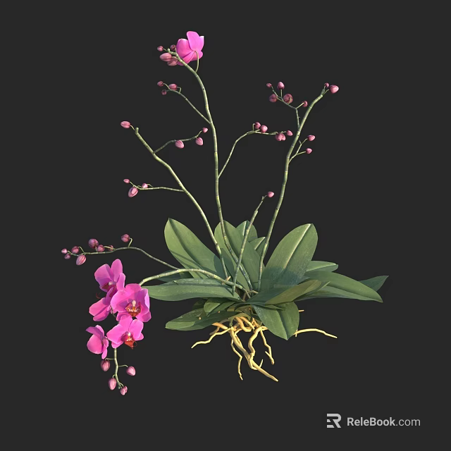 Vibrant Pink Flowering Plant Featuring Pink Blooms Green Leaves and Yellow Roots 3d model 