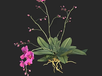 Vibrant Pink Flowering Plant Featuring Pink Blooms Green Leaves and Yellow Roots 3d model