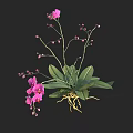 Vibrant Pink Flowering Plant Featuring Pink Blooms Green Leaves and Yellow Roots