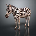 Realistic Striped Zebra Standing On Dark Background With Reflection 3d model