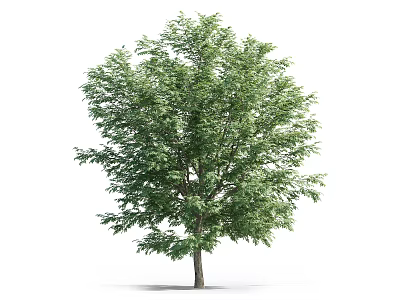 Lush Green Tree With Dense Foliage And Tall Straight Trunk 3d model