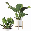 Lush Green Potted Plants In White Pots With Various Leaf Shapes