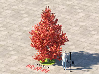 Liquidambar Tree With Red Leaves 4.5m Height 3m Width On Paved Ground Human Figure Scale 3d model