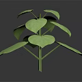 Vibrant Green Leafy Plant With Large Leaves Stem On Dark Background Clear Subject