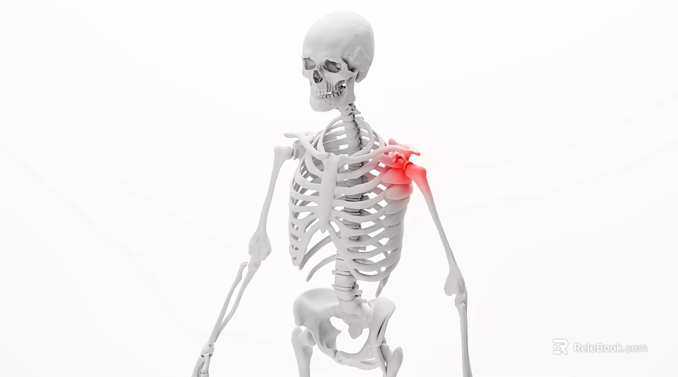 Advanced Orthopedic Medical Devices Supporting Shoulder Skeleton Diagnosis and Treatment Processes 3d model 