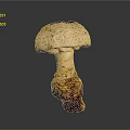 Fresh Mushroom Plant With Light Colored Cap And Brown Stem On Gray Background