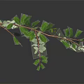 Fresh Green Leafy Plant Branches on Dark Background with Reflection 3d model
