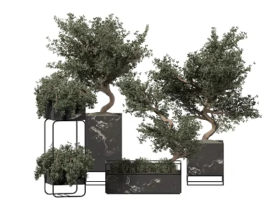 Bonsai Olive Tree Plants with Twisted Trunk in Black Marble Planters and Metal Stands 3d model
