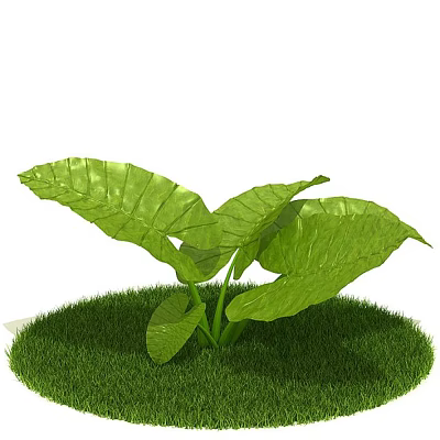 Outdoor Landscape Tree Garden Landscape Tree Shrub Alocasia 3d model