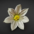White Striped Flower With Yellow Center And Green Stem On Dark Background
