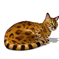 Modern cat animals 3d model