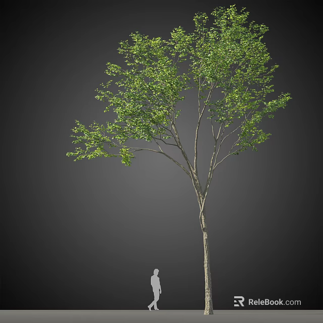 Tall Arbor With Lush Green Leaves And Slender Trunk Against Dark Background 3d model 