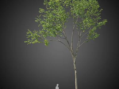 Tall Arbor With Lush Green Leaves And Slender Trunk Against Dark Background 3d model