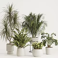 Diverse Leafy Houseplants In White Decorative Pots For Indoor Home Decor