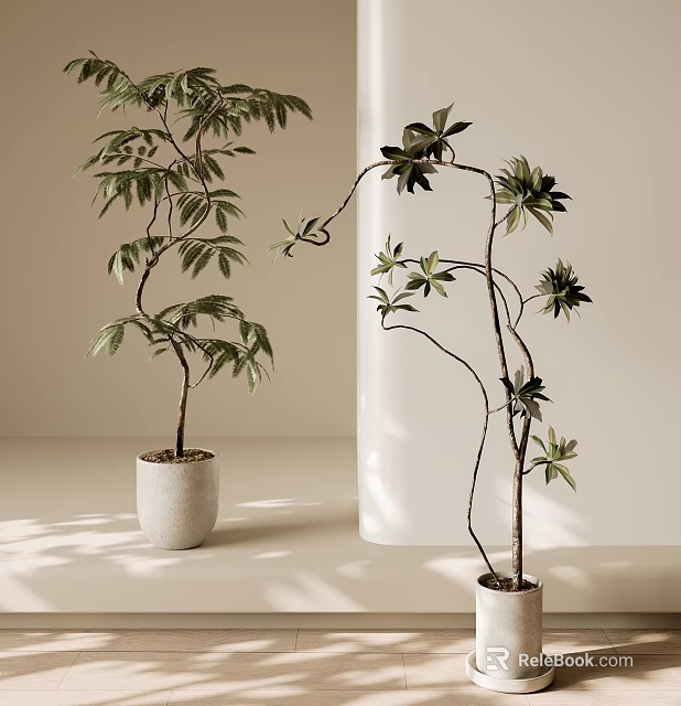 Bonsai Potted Plants with Curved Branches and Green Leaves in White Pots Indoor Setting 3d model 