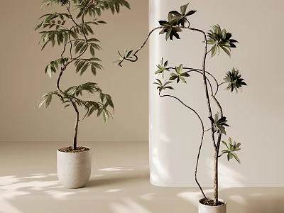 Bonsai Potted Plants with Curved Branches and Green Leaves in White Pots Indoor Setting 3d model