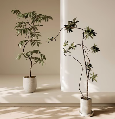 Bonsai Potted Plants with Curved Branches and Green Leaves in White Pots Indoor Setting 3d model
