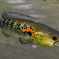 Vibrant Aquatic Fish With Yellow Black Coloration Red Eyes And Orange Spot
