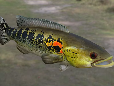 Vibrant Aquatic Fish With Yellow Black Coloration Red Eyes And Orange Spot 3d model