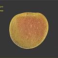 Fresh Ripe Red and Yellow Apple with Smooth Skin on Dark Background