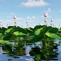 Aquatic Plants With Green Floating Leaves And Flowers Growing On Water Surface