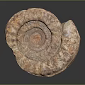 Ancient Ammonite Fossil With Detailed Spiral Texture And Brown White Patterns