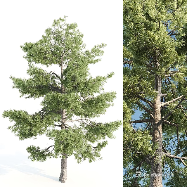 Decorative Ornament Set Featuring Green Pine Trees With Different Backgrounds For Home Decoration 3d model 