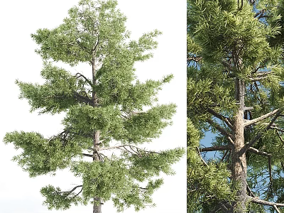 Decorative Ornament Set Featuring Green Pine Trees With Different Backgrounds For Home Decoration 3d model