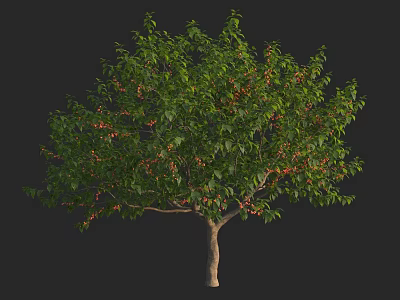 Lush Green Arbor with Dense Foliage Red Fruits and Brown Trunk in Black Background 3d model