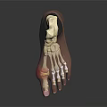 3D Foot Anatomy Model With Transparent Skin Showing Internal Bone Structure 3d model